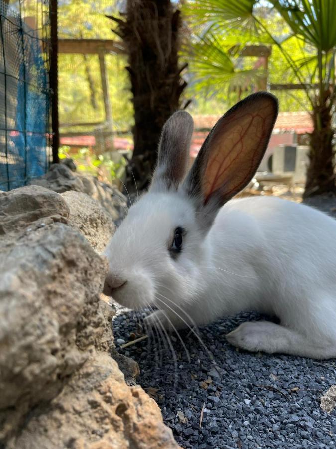 Agricamping Le Terrazze Hotel Orco Feglino Kültér fotó