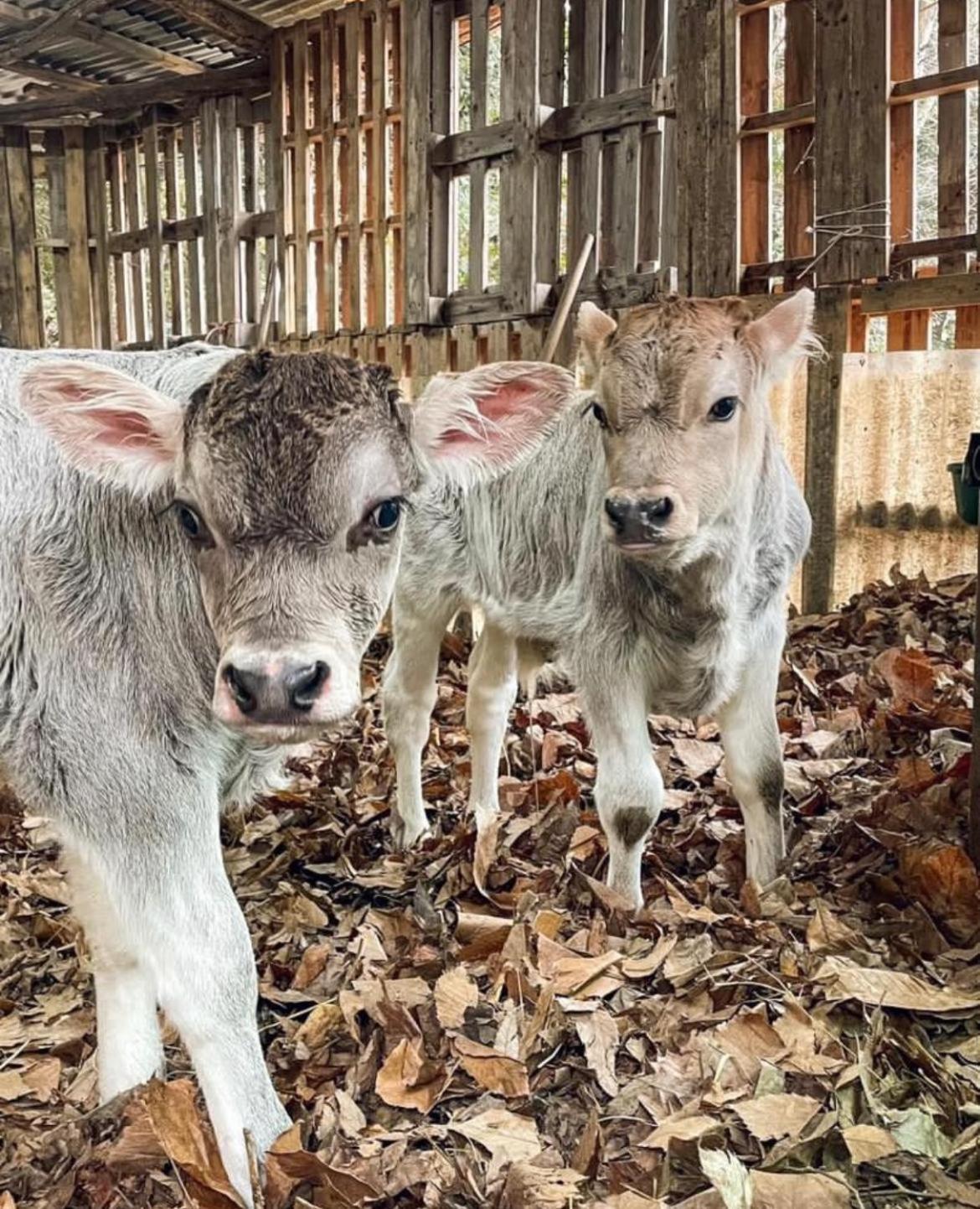 Agricamping Le Terrazze Hotel Orco Feglino Kültér fotó