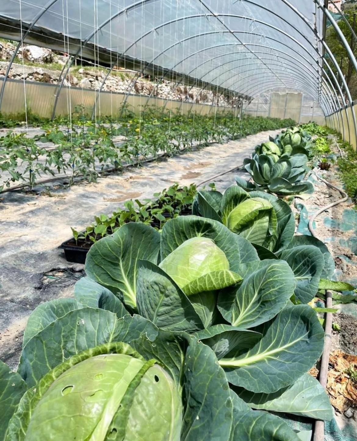 Agricamping Le Terrazze Hotel Orco Feglino Kültér fotó